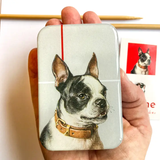 Boston Terrier